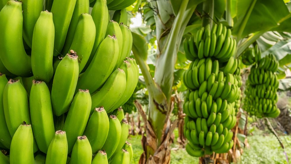 What Is a Group of Bananas Called? A Bunch Isn't What You Think