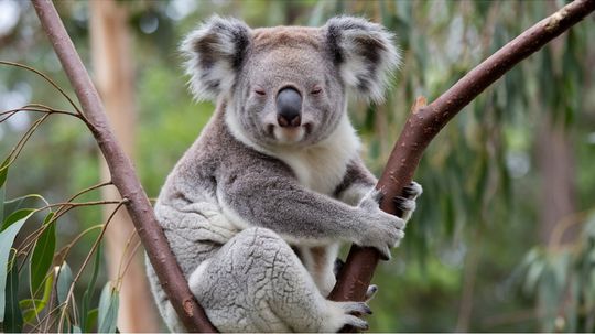 What Is a Group of Koalas Called? Spoiler: There Isn't One