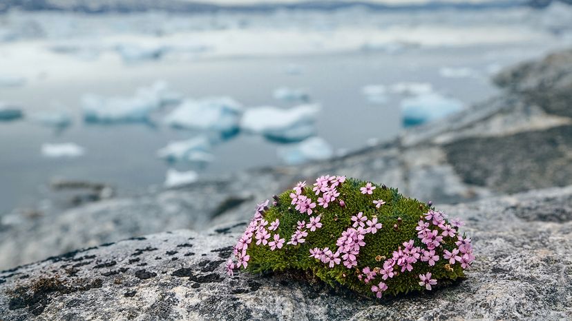 Moss campion