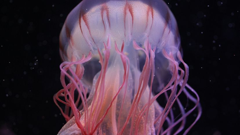 Jellyfish tentacles