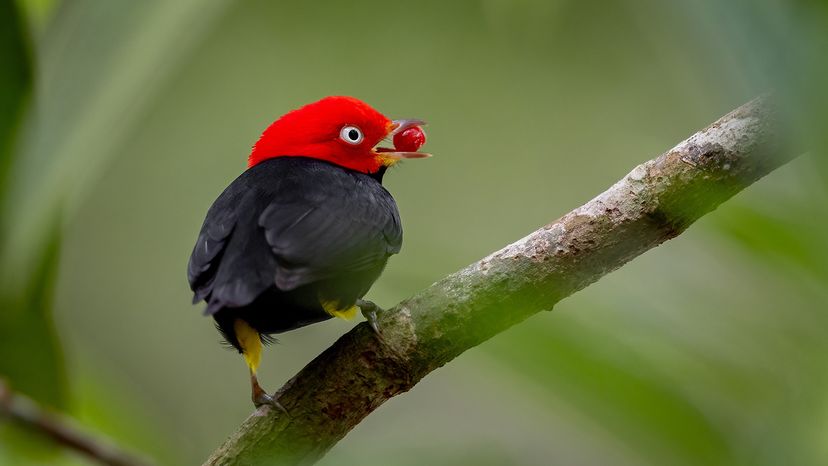 Red capped manakin