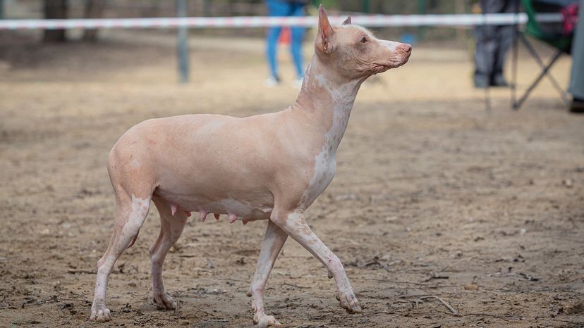 Mexican Hairless Dog