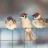 What Is a Group of Sparrows Called? Reminiscent of Their Chatter