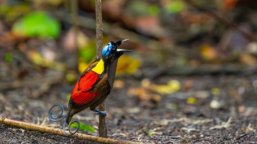 Wilson’s bird-of-paradise