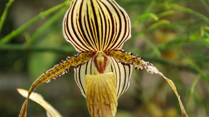 Gold of Kinabalu orchid