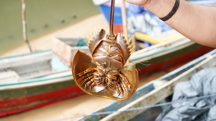 Horseshoe crab
