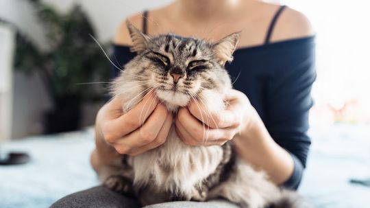 Why Doesn't My Cat Purr, Even When It's Happy?