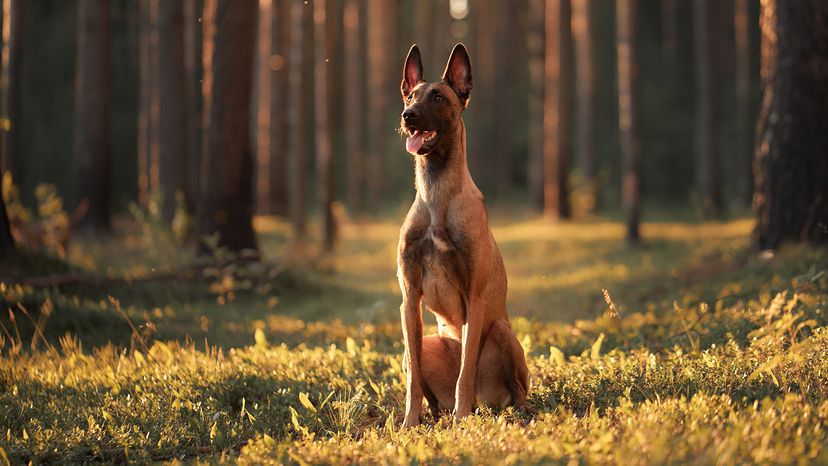 Belgian Malinois