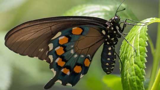 Swallowtail Butterfly Species Are as Picky as They Are Pretty