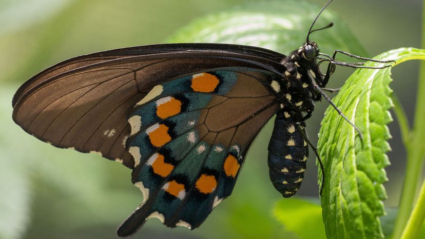 Swallowtail butterfly