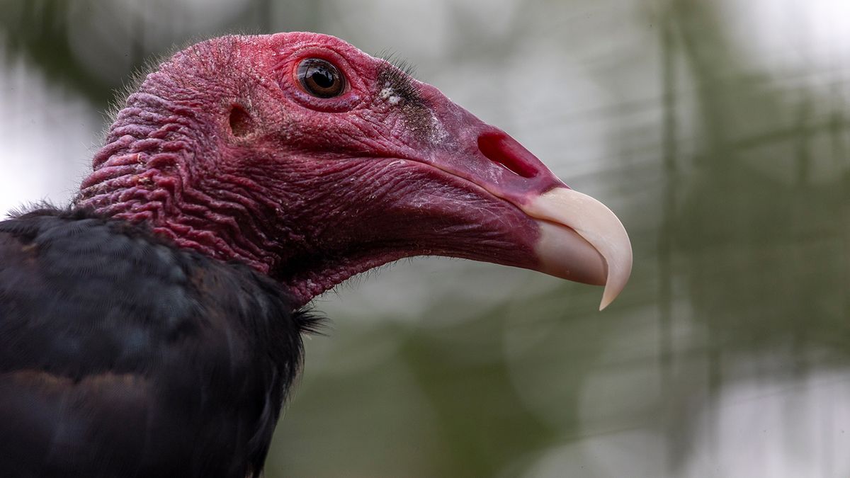 What Is a Group of Turkey Vultures Called? Depends What It's Doing
