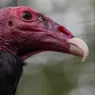 What Is a Group of Turkey Vultures Called? Depends What It's Doing