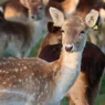What Is a Group of Deer Called? More Names Than Simply 'Herd'