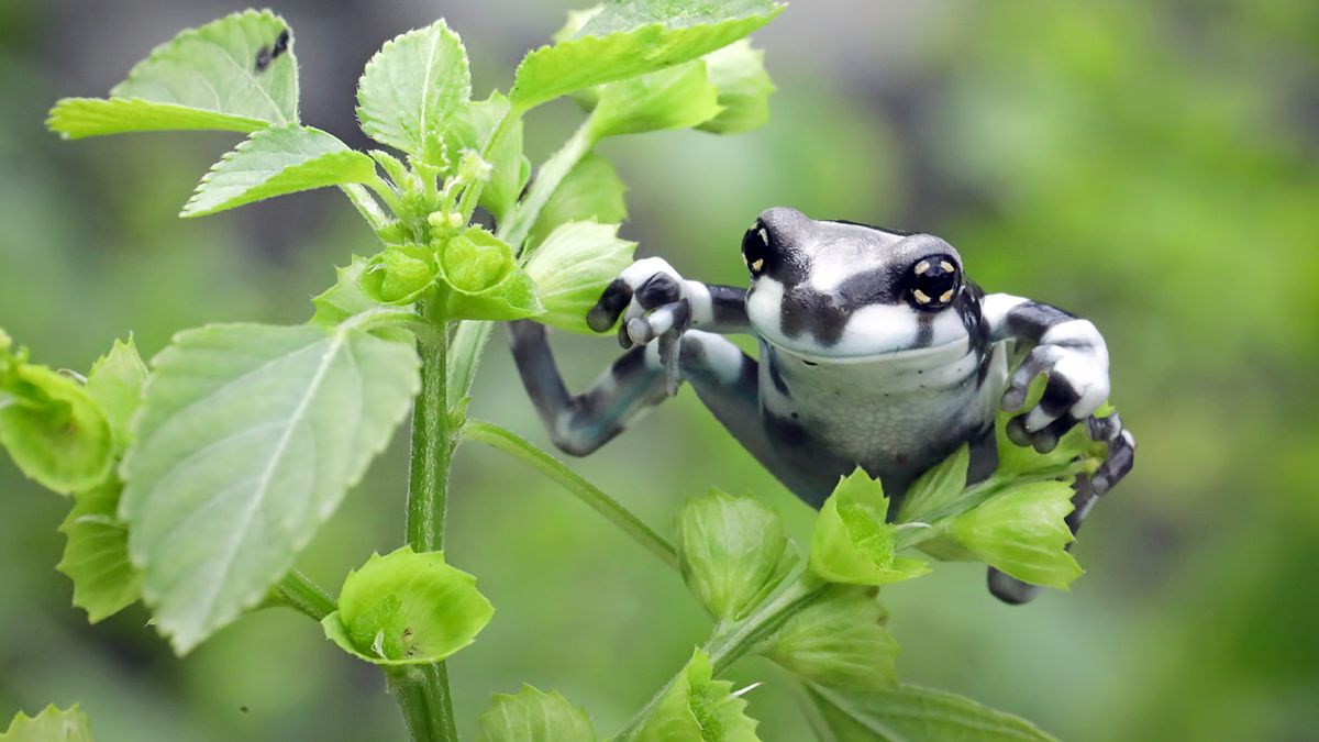 Amazon Milk Frog: Named for Its Defense, Not Its Color