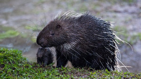 What Is a Group of Porcupines Called? Exactly What It Looks Like