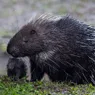 What Is a Group of Porcupines Called? Exactly What It Looks Like