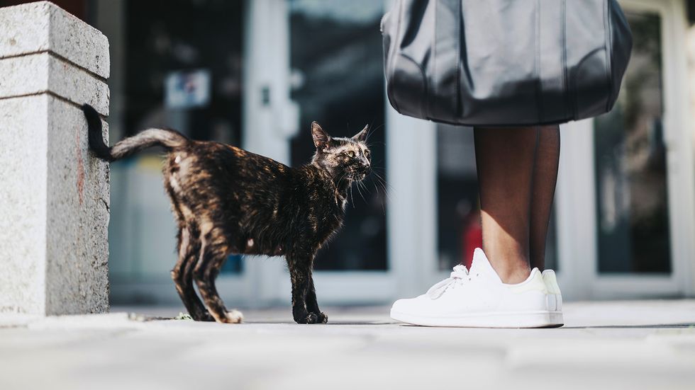 Why Does My Cat Follow Me Everywhere?