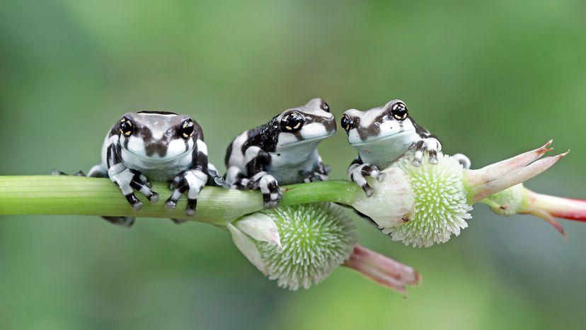 frogs