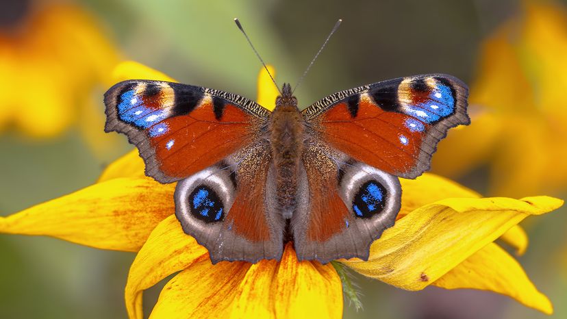 The European Peacock butterfly