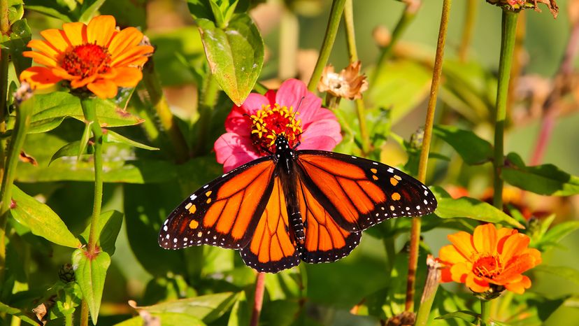 Monarch butterfly