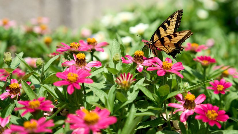 Eastern tiger swallowtail butterfly