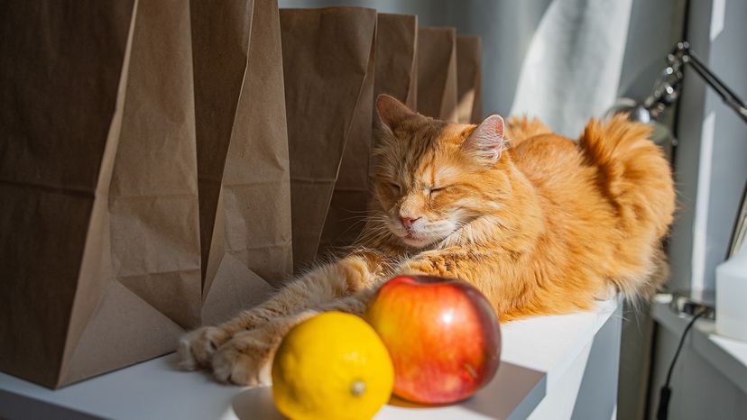 Cat with fruit
