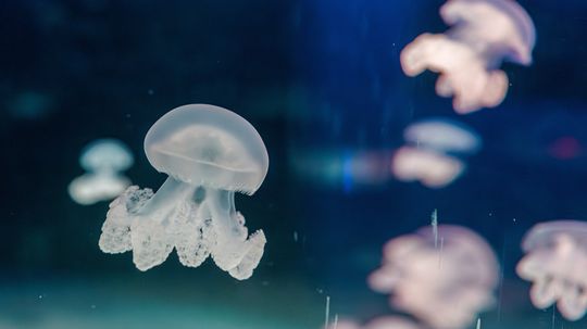 How Do Jellyfish Reproduce? Egg Laying vs. Self-cloning