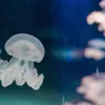 How Do Jellyfish Reproduce? Egg Laying vs. Self-cloning