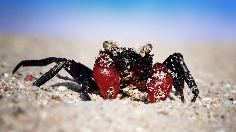 Vampire crab