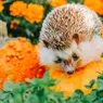 What Is a Group of Hedgehogs Called? It's Adorably Appropriate