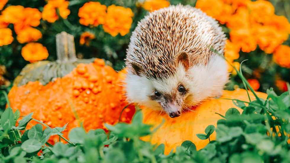 What Is a Group of Hedgehogs Called? It's Adorably Appropriate