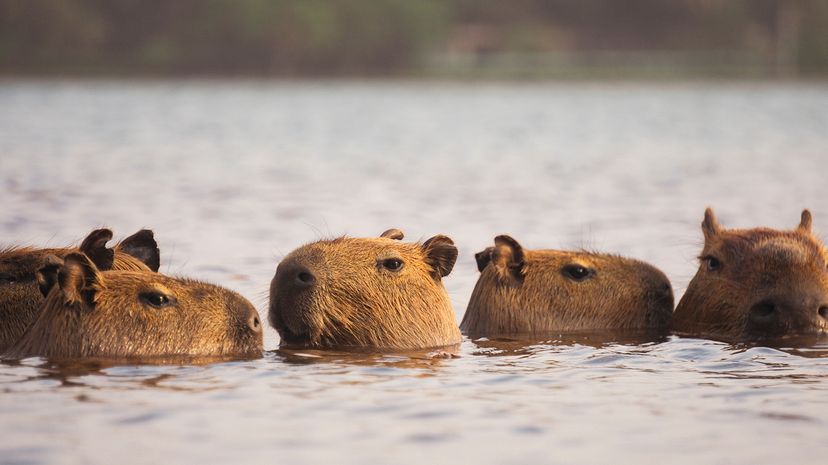 Capybaras