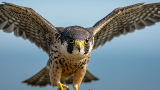 What Is a Group of Falcons Called? These Raptors Don't Flock