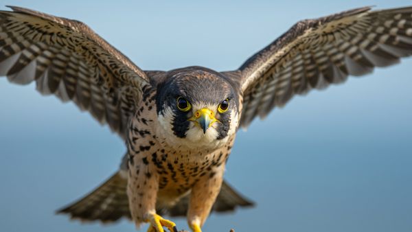 What Is a Group of Falcons Called? These Raptors Don't Flock