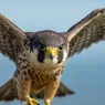 What Is a Group of Falcons Called? These Raptors Don't Flock