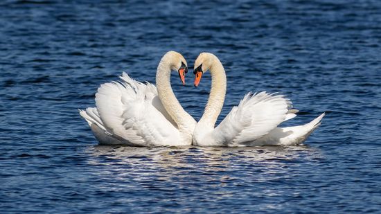 Which Bird Mating Dance Is the Most Impressive? Here Are 8