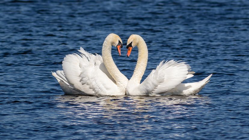 Swans mate