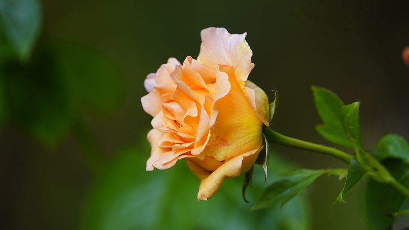 Yellow hybrid tea rose