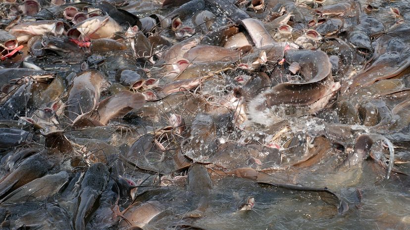 swai fish farm