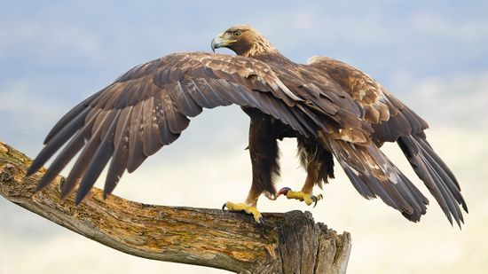 The National Bird of Mexico Is Also Found in Asia and Europe