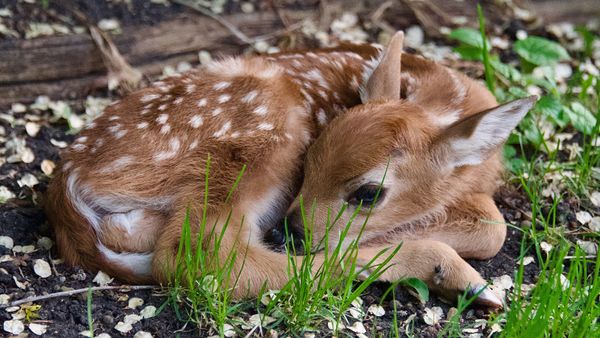 What Is a Baby Deer Called? (Aside From Adorable)