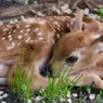 What Is a Baby Deer Called? (Aside From Adorable)