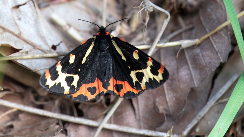 Tiger moth