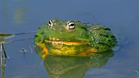 Pixie Frog: This Giant African Bullfrog Is Neither Dainty Nor Magical