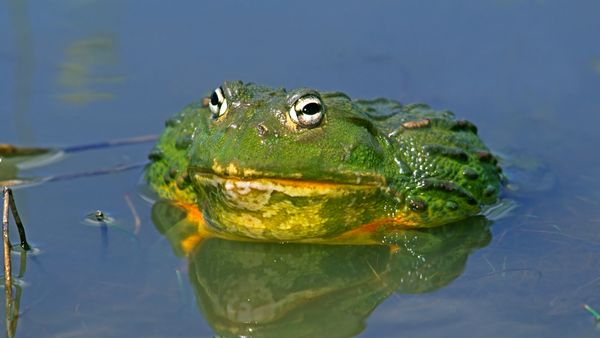 Pixie Frog: This Giant African Bullfrog Is Neither Dainty Nor Magical