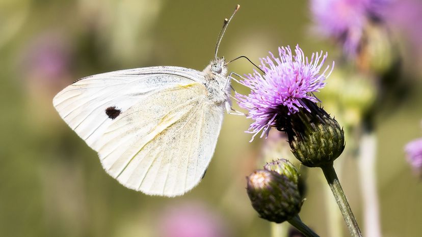Pieris rapae