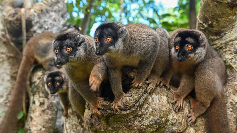 lemurs