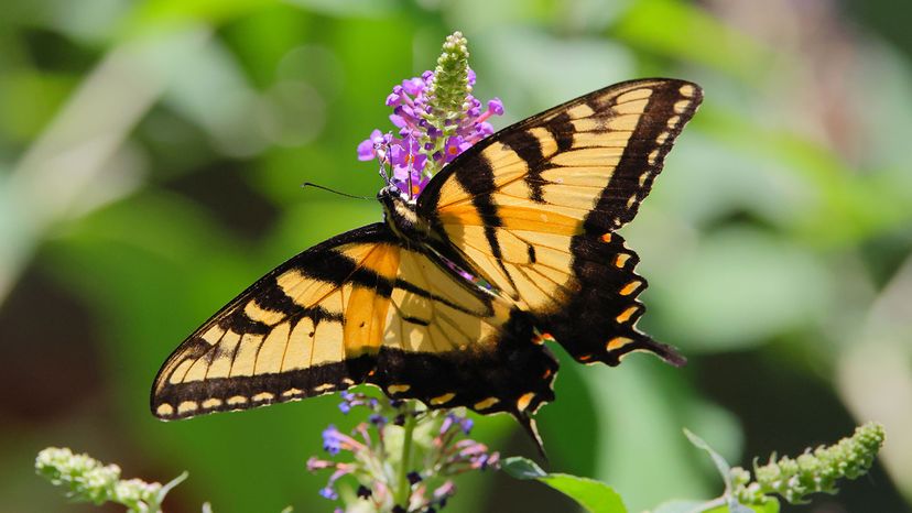 eastern tiger swallowtail