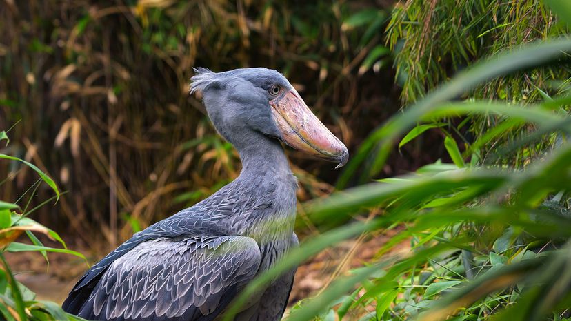 Shoebill stork