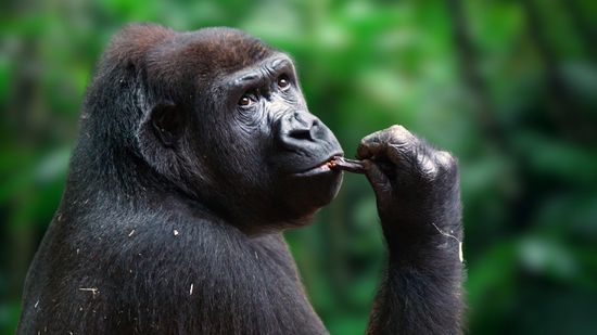 3 (or 4) Countries That Start With R